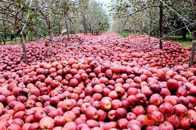 蘭州供銷系統(tǒng)首個(gè)農(nóng)產(chǎn)品展示中心正式運(yùn)營，推動‘甘味’市場新發(fā)展